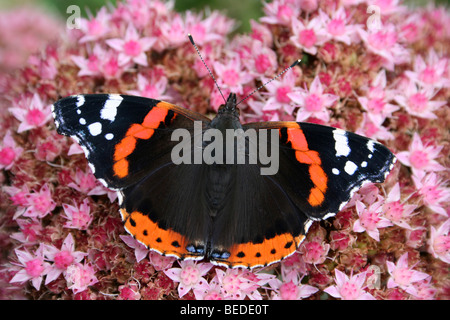 L'amiral rouge Vanessa atalanta prises à Martin simple WWT, Lancashire UK Banque D'Images