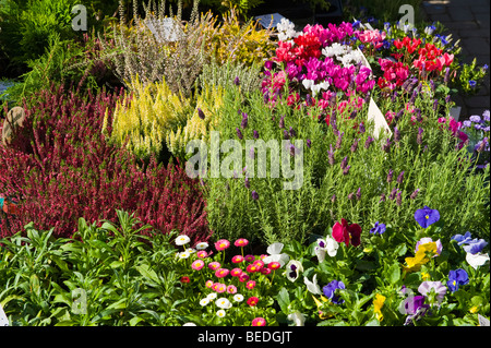La sélection de plantes à vendre au marché de fermiers en UK Banque D'Images
