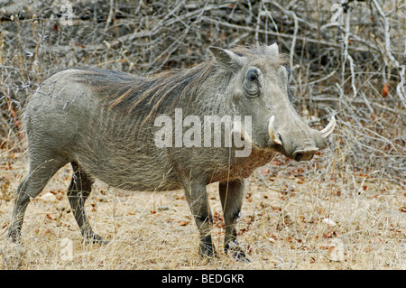 Phacochère (Phacochoerus africanus), Kruger National Park, Mpumalanga, Afrique du Sud Banque D'Images