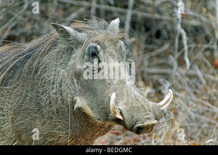 Phacochère (Phacochoerus africanus), portrait, Kruger National Park, Mpumalanga, Afrique du Sud Banque D'Images