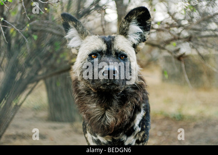 Chien sauvage d'Afrique (Lycaon pictus), portrait, Afrique du Sud Banque D'Images