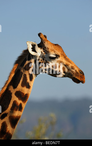 Portrait d'un Rothschild Girafe (Giraffa camelopardalis rothschildi), le lac Nakuru, parc national, Kenya, Afrique de l'Est Banque D'Images