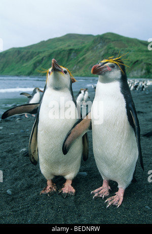 (Gorfous Eudyptes schlegeli) l'île Macquarie, sous-espèce endémique de l'antarctique australien Banque D'Images