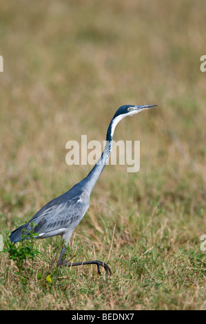 Héron à tête noire (Ardea melanocephala), le Masia Mara, national park, Kenya, Afrique de l'Est Banque D'Images