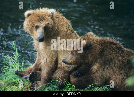 L'ours brun, de l'Alaska (Ursus arctos), les louveteaux attendre que mère, Brooks Falls, Katmai National Park, Alaska. Banque D'Images