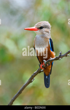 Martin-pêcheur à tête grise (Halcyon leucocephala), Masai Mara, Kenya, parc national, l'Afrique de l'Est Banque D'Images