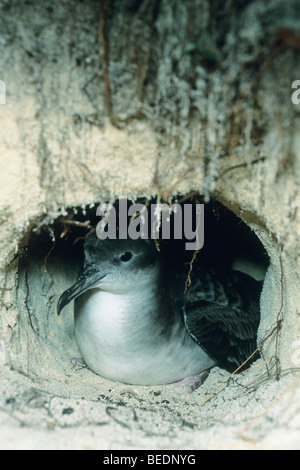 Wedge-tailed Shearwater, Puffinus pacificus), (nid de burrow, l'atoll de Midway, nord-ouest de l'Île Hawaiienne. Banque D'Images