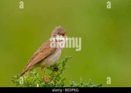 Fauvette grisette (Sylvia communis) Banque D'Images