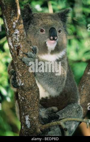 Koala (Phascolarctos cinereus),, l'Australie, Portrait d'un koala dans un arbre d'eucalyptus. Banque D'Images