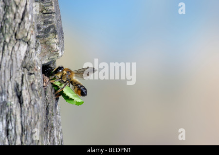 En vol d'abeilles coupeuses de feuilles avec feuille Banque D'Images