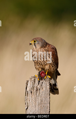 Falco tinnunculus Kestrel mâle sur l'après avec les proies Banque D'Images