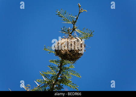 Weaver bird nest dans un Acacia Banque D'Images