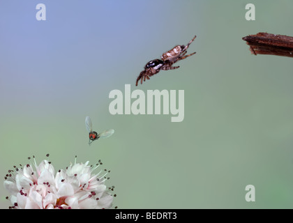 (Salticus scenicus araignée zèbre) sauter de l'avion Banque D'Images