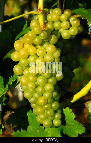 Chasselas dans la région de la zone de culture de la vigne au lac de Genève, Vaud, Suisse, Europe Banque D'Images