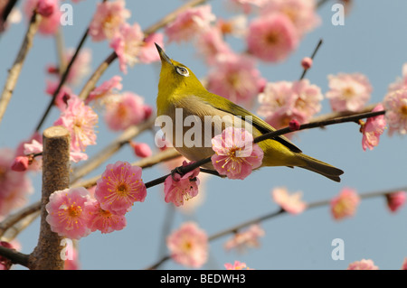 Japanese White-eye (Zosterops japonica) dans un abricot Japonais ou Ume (Prunus mume), Kyoto, Japon, Asie de l'Est, Asie Banque D'Images