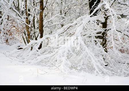 Les branches d'arbres laden vers le bas avec la neige en bois Granby sur le domaine près de Longshaw Hathersage;Peak District, Derbyshire, Banque D'Images