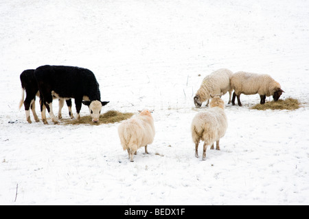 L'alimentation du bétail dans la neige à foin Persil près de Hartington dans le Peak District, dans le Derbyshire, Banque D'Images