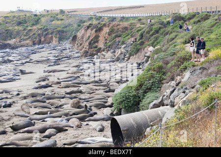 À l'éléphant de côte le long de Piedras Blancas l'autoroute Un près de San Simeon sur la côte centrale de la Californie. Banque D'Images