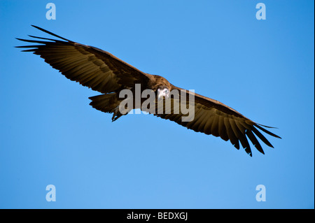 Hooded Vulture (Necrosyrtes monachus) en vol, la réserve de Masai Mara, Kenya, Afrique de l'Est Banque D'Images