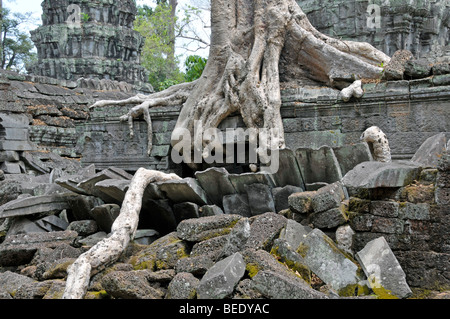 Tetrameles nudiflora Tetrameles (arbre), les racines de l'arbre l'également mangeuses ruines de l'ensemble du temple de Ta Prohm, Angkor Thom, l'UNES Banque D'Images