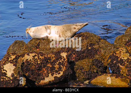 Un phoque commun (Phoca vitulina) détend sur les rochers à Pacific Grove, Californie Banque D'Images