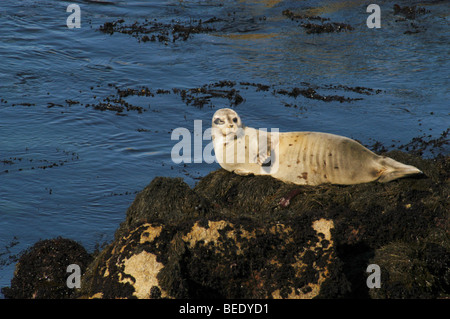Un phoque commun (Phoca vitulina) détend sur les rochers à Pacific Grove, Californie Banque D'Images