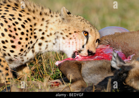 Le Guépard (Acinonyx jubatus) avec les proies, le gnou (Connochaetes taurinus) albojubatus, jeune animal, Masai Mara, parc national, Banque D'Images