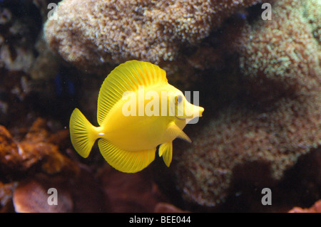 Zebrasoma flavescens tang (jaune) à l'Aquarium de Monterey Bay Banque D'Images