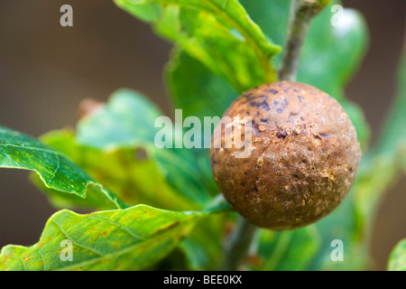 En culot sur oak ; causé par kollaris Andricus wasp ; Banque D'Images