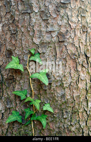 Le lierre (Hedera helix) le pin (Pinus) Banque D'Images