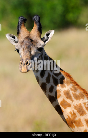 Les Masais Girafe (Giraffa camelopardalis tippelskirchi), portrait, la Réserve Naturelle de Masai Mara, Kenya, Afrique de l'Est Banque D'Images