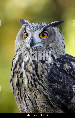 Jeune Grand-duc (Bubo bubo) Banque D'Images