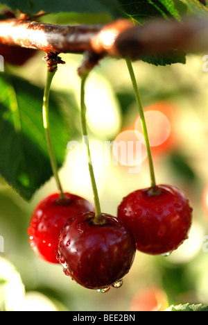 Des GRIOTTES GROWING ON TREE IN GARDEN Banque D'Images