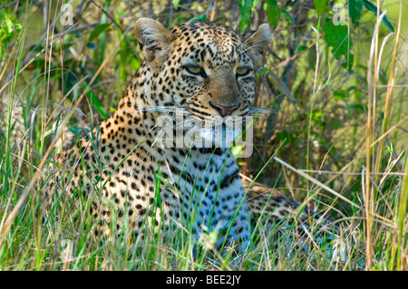 Leopard (Panthera pardus), le repos dans l'herbe, la réserve de Masai Mara, Kenya, Afrique de l'Est Banque D'Images