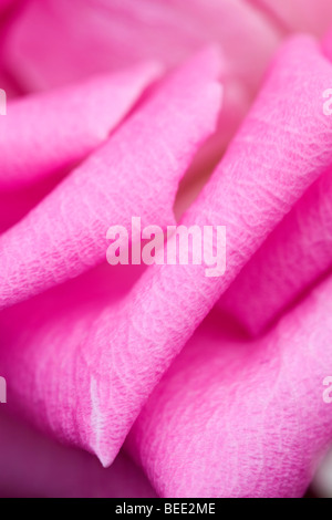 Rose rose, Close up Banque D'Images