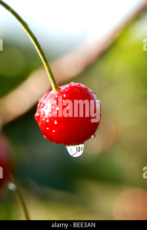 Des GRIOTTES GROWING ON TREE IN GARDEN Banque D'Images