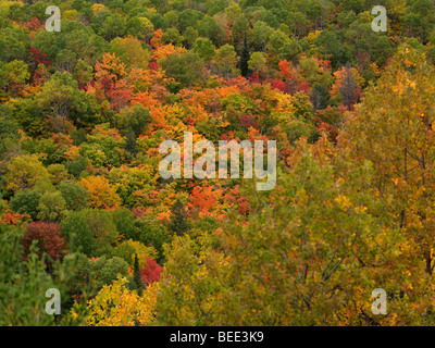 Automne en Ontario. Les arbres colorés abstrait d'un paysage. Banque D'Images