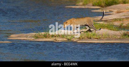 Leopard (Panthera pardus) rôdant sur les rives de la rivière Talek, Masai Mara, Kenya, la réserve naturelle de l'Afrique de l'Est Banque D'Images