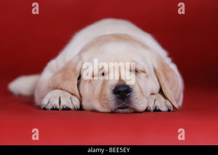 Labrador Retriever jaune couchage puppy portrait sur le fond rouge Banque D'Images