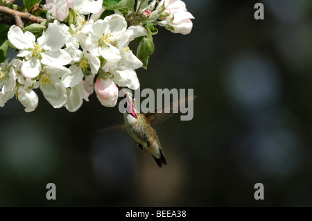 (Stellula calliope Colibri calliope) se nourrissent de nectar des fleurs Banque D'Images