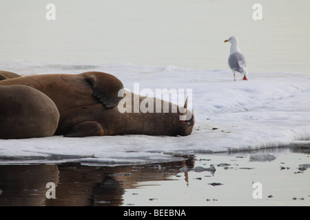 Le morse et le Sea Gull partageant la banquise dans l'océan Arctique au nord de Svalbard Banque D'Images