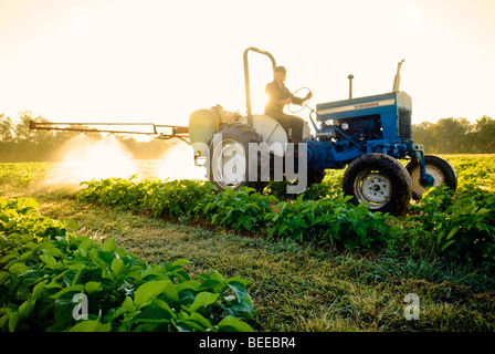 Le varech sur la pulvérisation des cultures de pommes de terre biologiques - producteur certifié biologique Banque D'Images