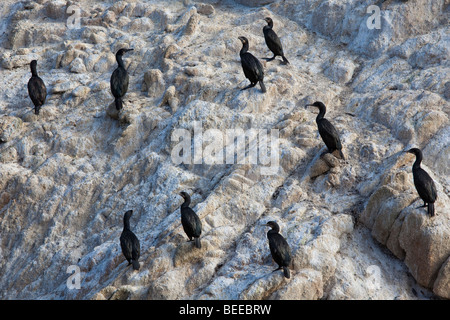 Colonie de Brandt's cormorans (Phalacrocorax penicillatus), Point Lobos State Reserve, California, USA Banque D'Images