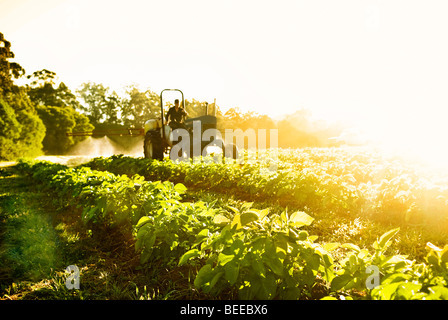 Le varech sur la pulvérisation des cultures de pommes de terre biologiques - producteur certifié biologique Banque D'Images