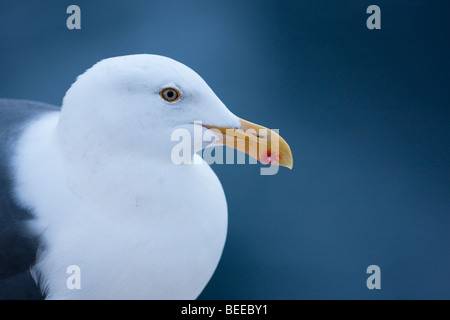 Western Gull (Larus occidentalis), Point Lobos State Reserve, California, USA Banque D'Images