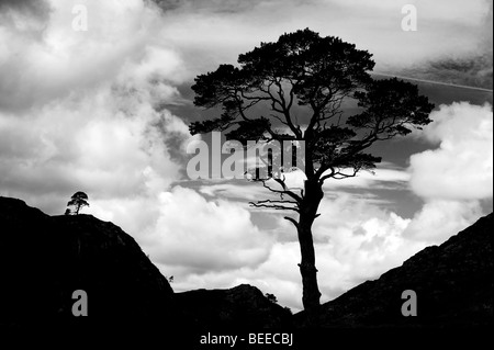 Une silhouette d'arbre de pin sylvestre contre un ciel nuageux. Highlands, en Écosse. Le noir et blanc Banque D'Images