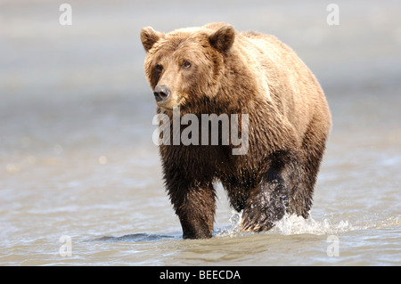 Stock photo d'un ours brun d'Alaska debout dans l'eau d'un orifice d'admission. Banque D'Images