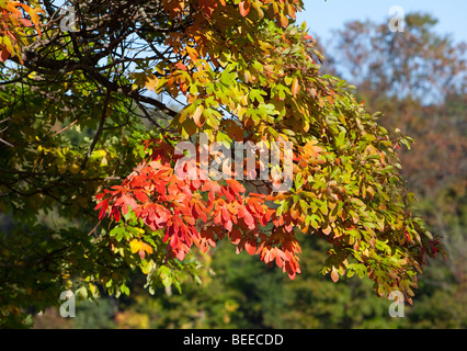 Sassafras Sassafras albidum Sassafras, Blanc, Rouge, Sassafras Sassafras soyeux ou arbre en automne couleur couleur. Banque D'Images