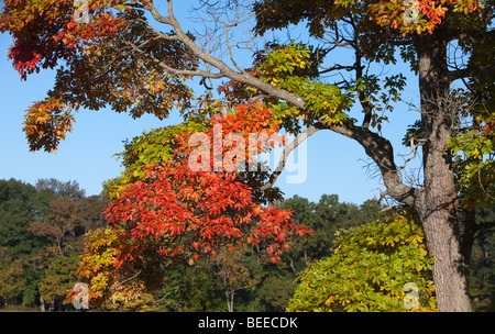 Sassafras Sassafras albidum Sassafras, Blanc, Rouge, Sassafras Sassafras soyeux ou arbre en automne couleur couleur. Banque D'Images