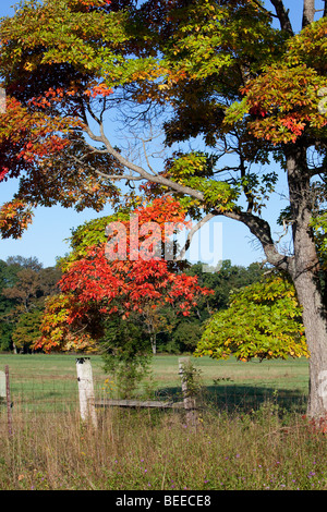 Sassafras Sassafras albidum Sassafras, Blanc, Rouge, Sassafras Sassafras soyeux ou arbre en automne couleur couleur. Banque D'Images